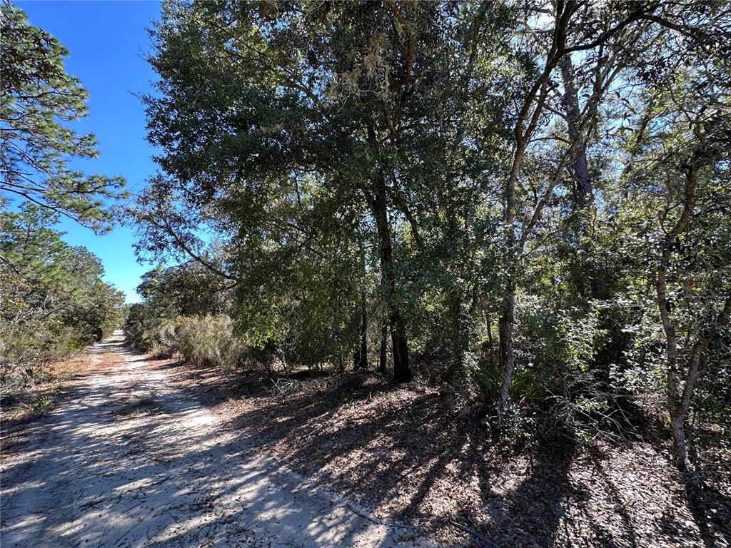 Tbd Northeast 86th Street Bronson, FL 32621 - Photo 6 of 11 a view of a forest with trees in the background