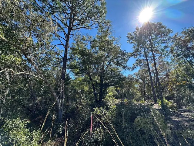 a view of a tree in middle of the green field