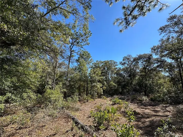 a view of a tree in a yard