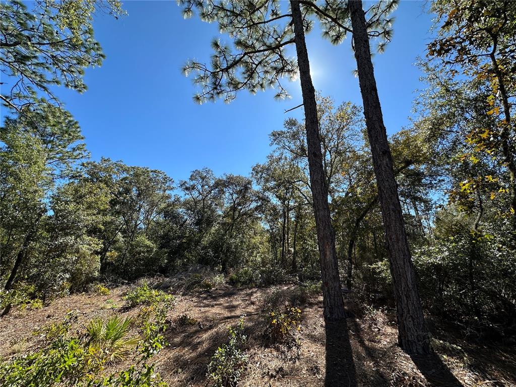 Tbd Northeast 86th Street Bronson, FL 32621 - Photo 10 of 11 a view of a tree in a yard