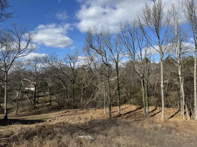 a view of a forest that has a tree on the side of it