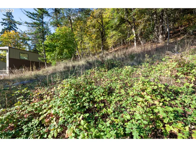 a view of a lake with a tree