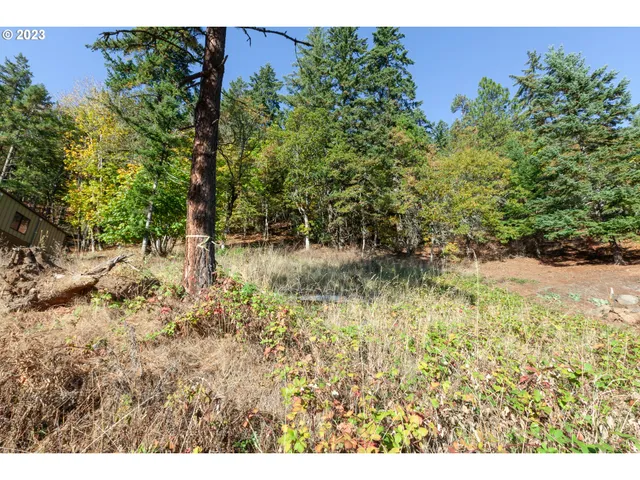 a view of a yard with plants and a bench