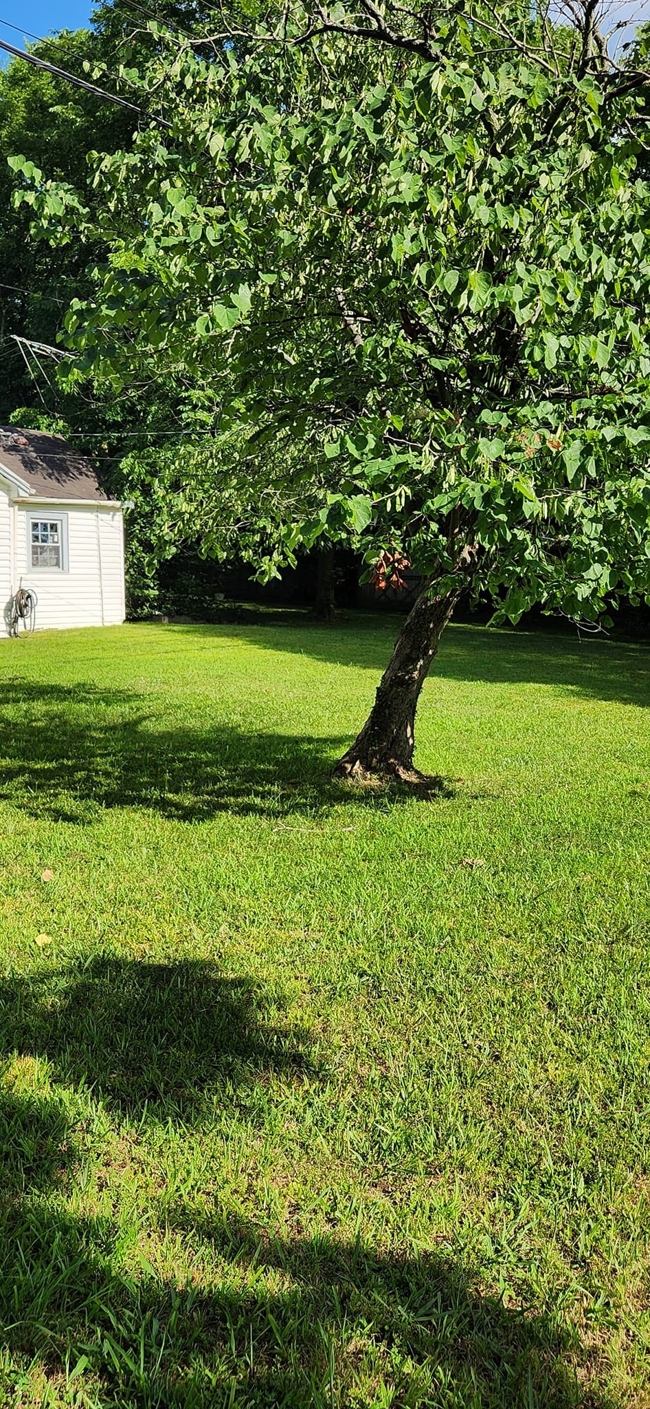 234 Old Trenton Road Clarksville, TN 37040 - Photo 5 of 6 a view of a garden with a tree