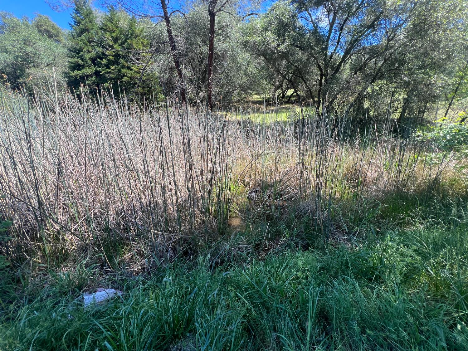 12661 Krosens Road Marysville, CA 95901 - Photo 57 of 79