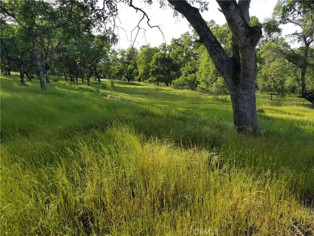 0 Whitney Court Oroville, NV 95966 - Photo 6 of 9 a view of a green field with a tree
