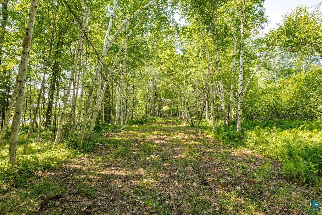 2592 Strandberg Road Barnum, MN 55707 - Photo 18 of 44 Wooded lot featuring mature birch trees and varied undergrowth
