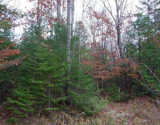 Lot 40 Phillips Road Glenburn, ME 04401 - Photo 5 of 12 Other.