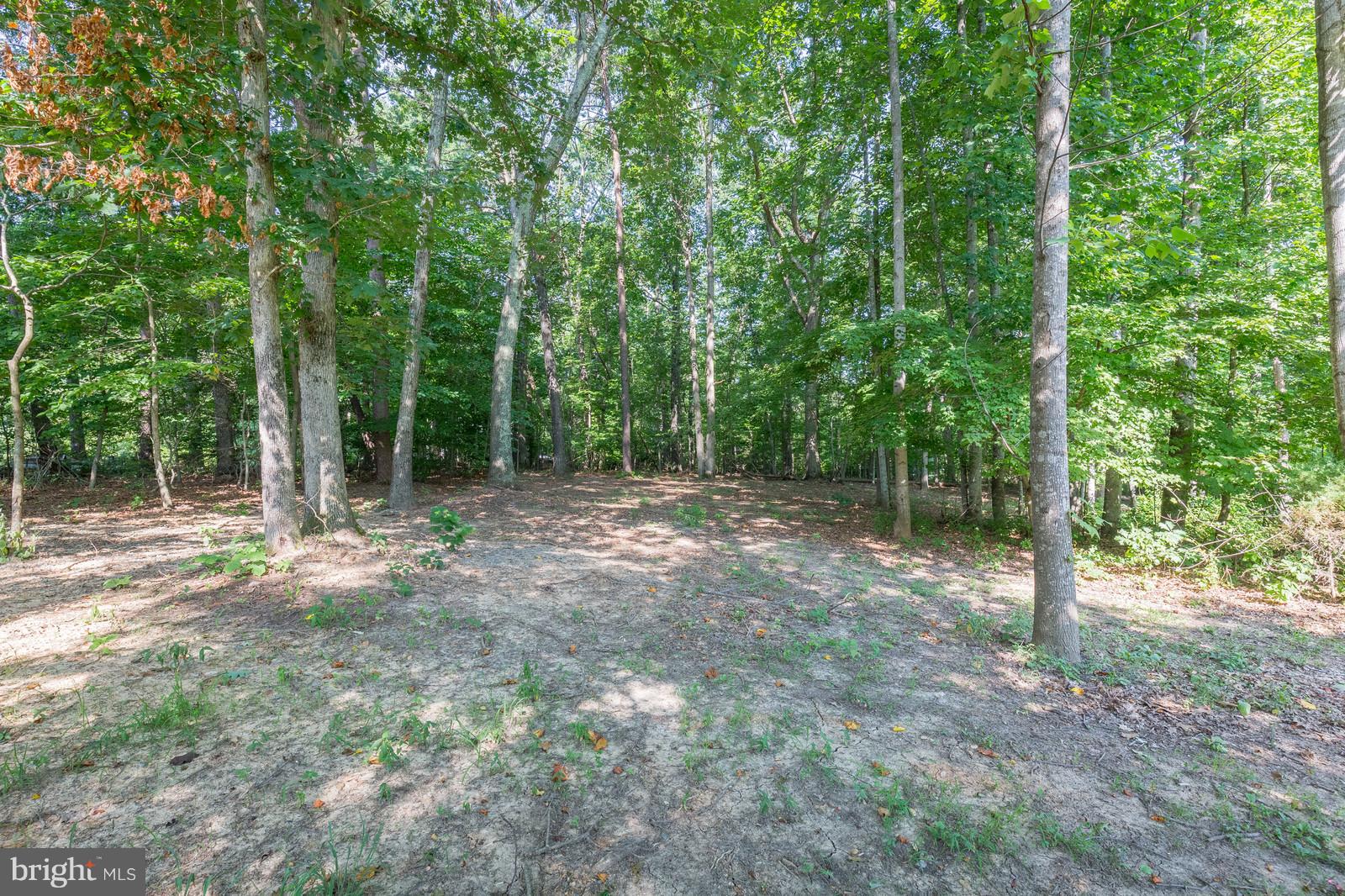 484 Cropp Road Fredericksburg, VA 22406 - Photo 28 of 29 Explore the Woods