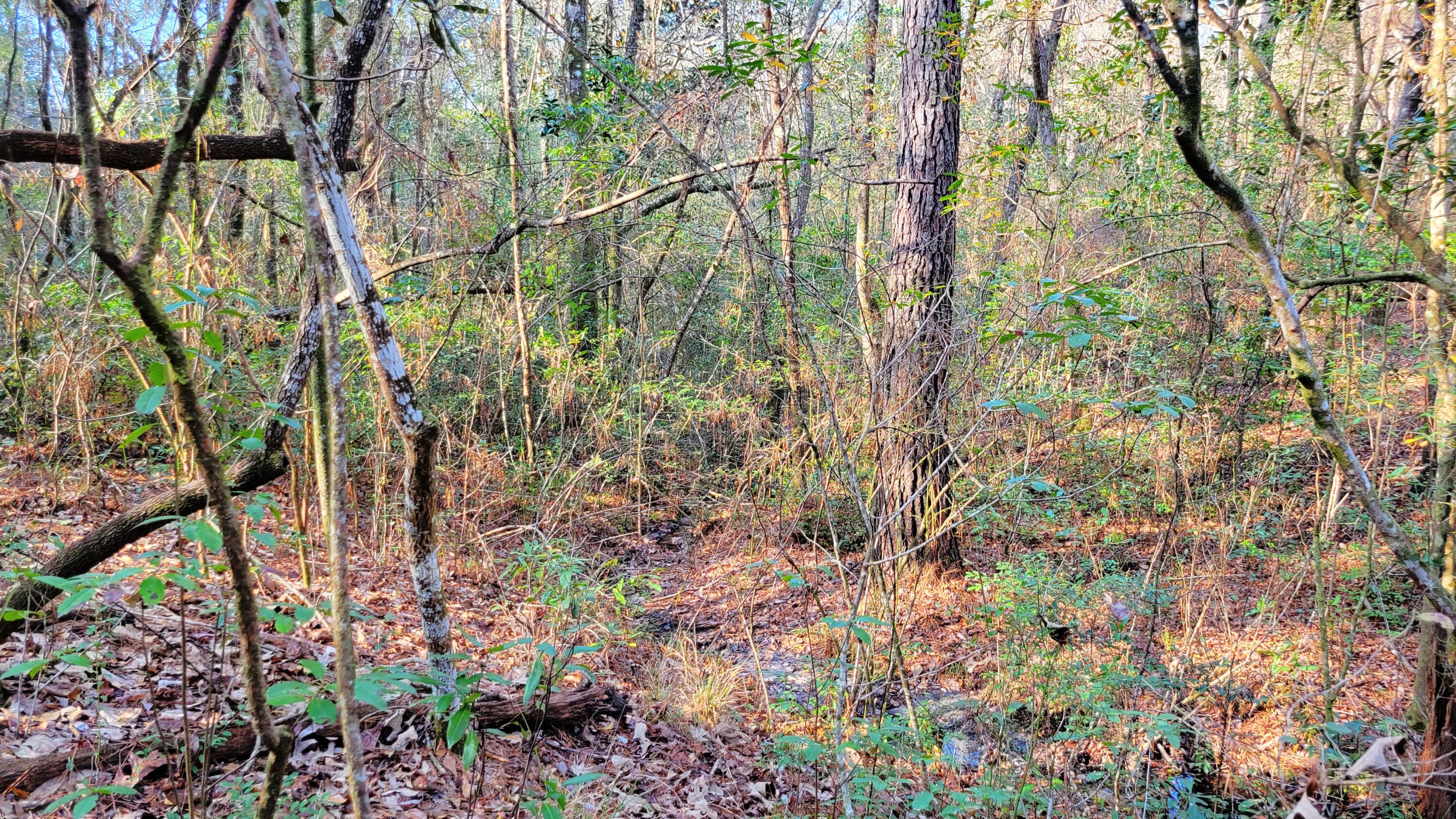 20-acres Hinote Road Crestview, FL 32539 - Photo 1 of 20 a backyard of a house with lots of green space