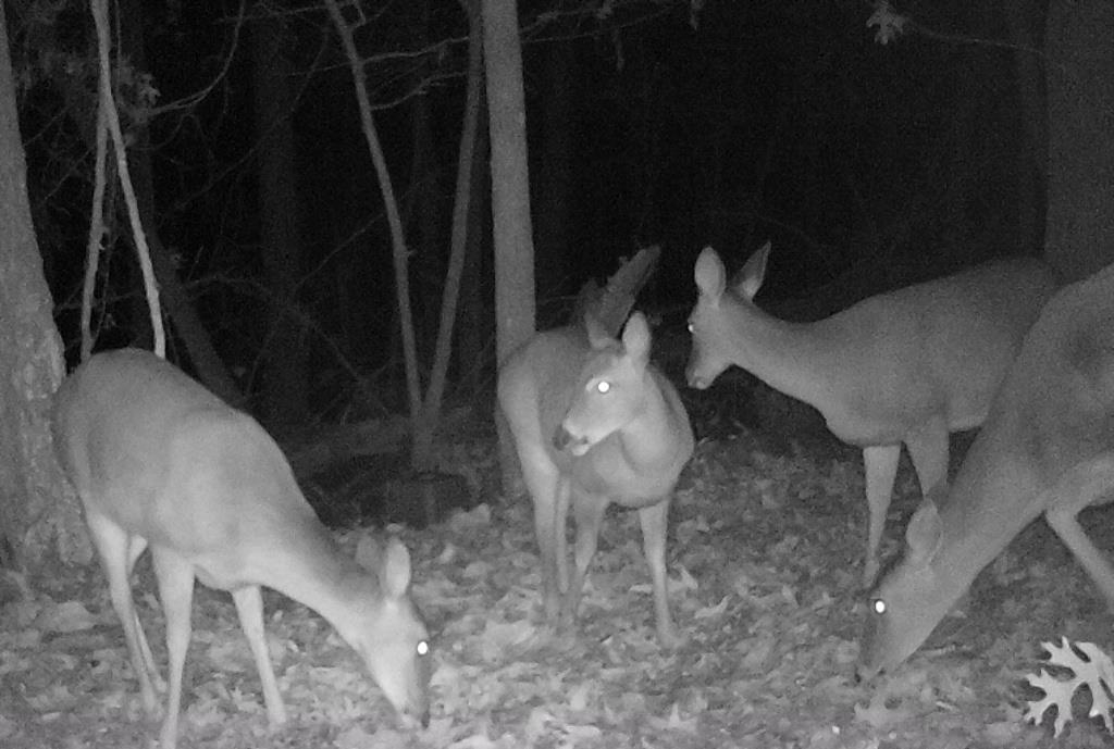 116 Dorothy Lane Pickens, SC 29671 - Photo 46 of 50