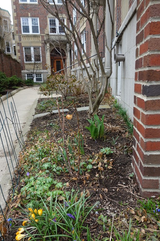 21 Shepard Street, Unit 3 Cambridge, MA 02138 - Photo 8 of 8