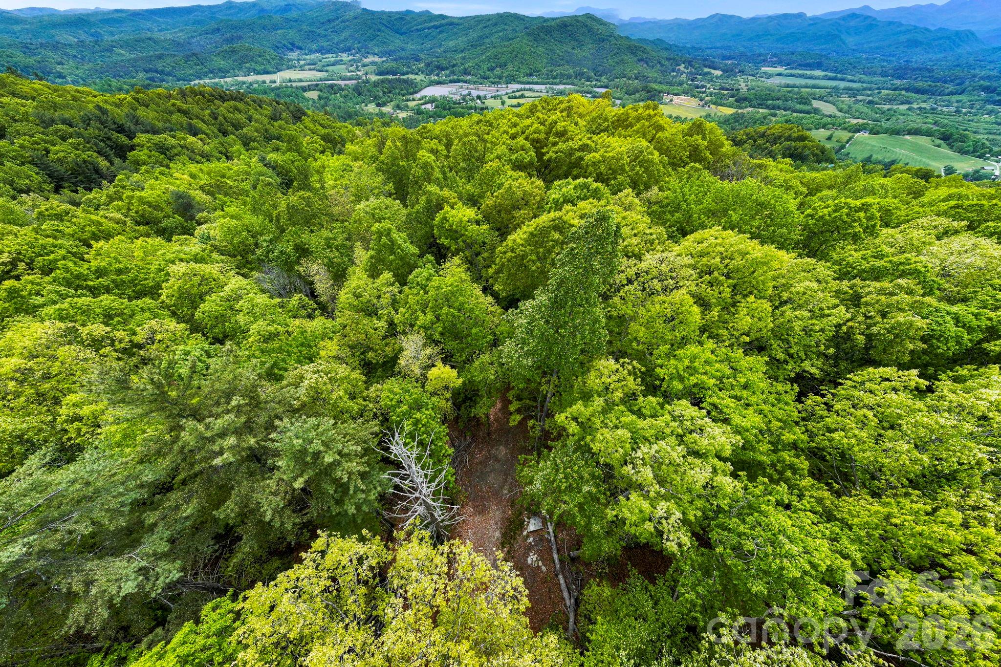 137 Bird Song Road, Unit 3 Penrose, NC 28766 - Photo 20 of 23 a view of a lush green field with lots of bushes