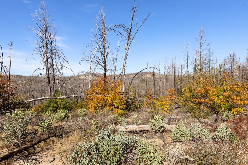 1809 Bald Rock Road Berry Creek, CA 95916 - Photo 14 of 37 a view of a yard of the house