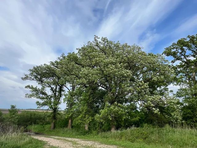 $1,099,000 | 56 Highway 56 Boulevard, Le Roy, MN 55951