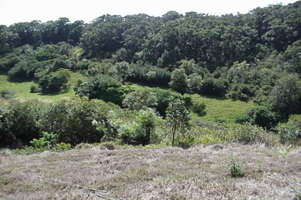 Lot D Puulima Road, Unit D Kalaheo, HI 96741 - Photo 4 of 6 Gallery Image 4