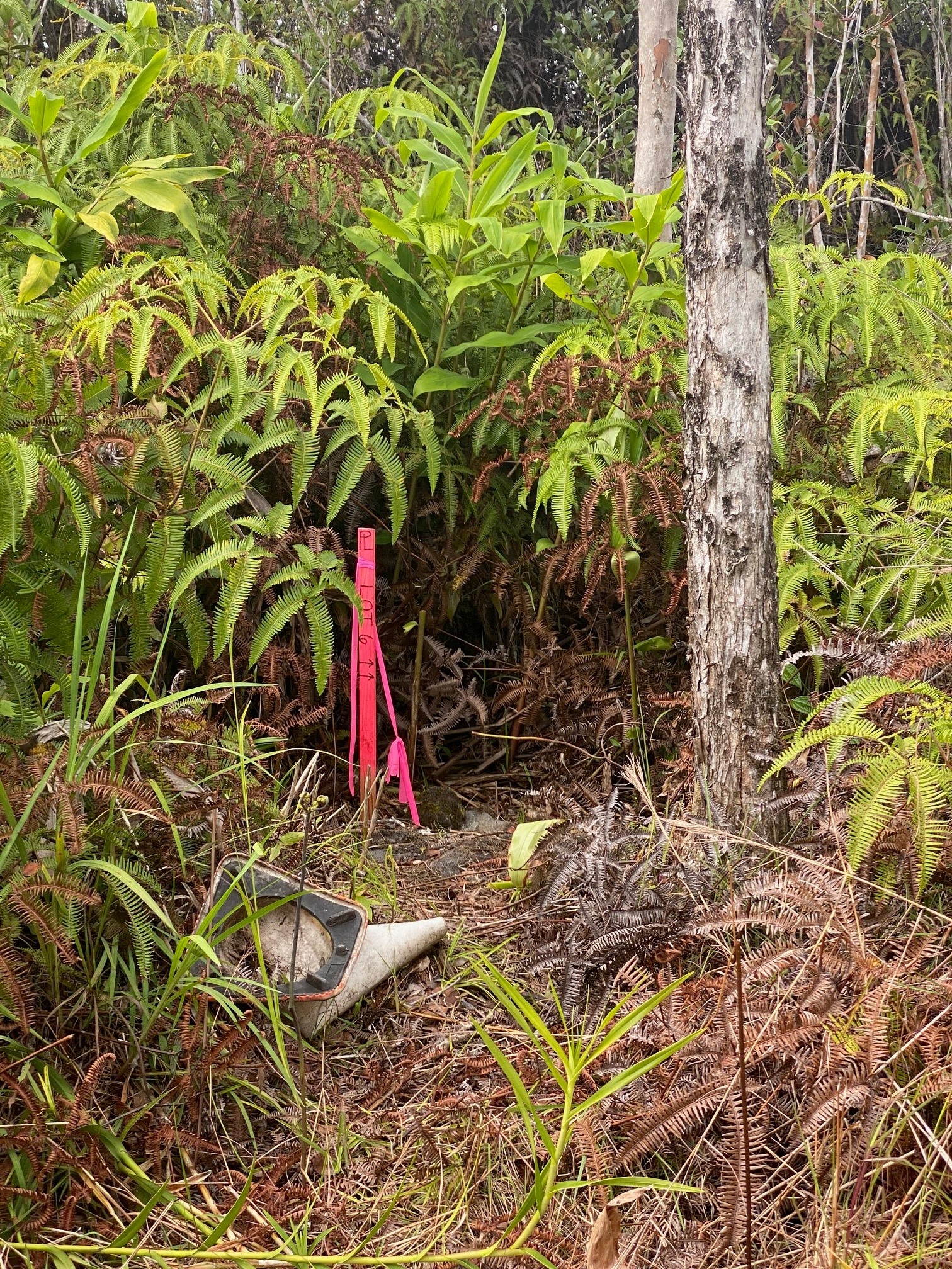 11-2724 Lot 6 Uakoko Road Mountain View, HI 96771 - Photo 4 of 8 a view of a backyard