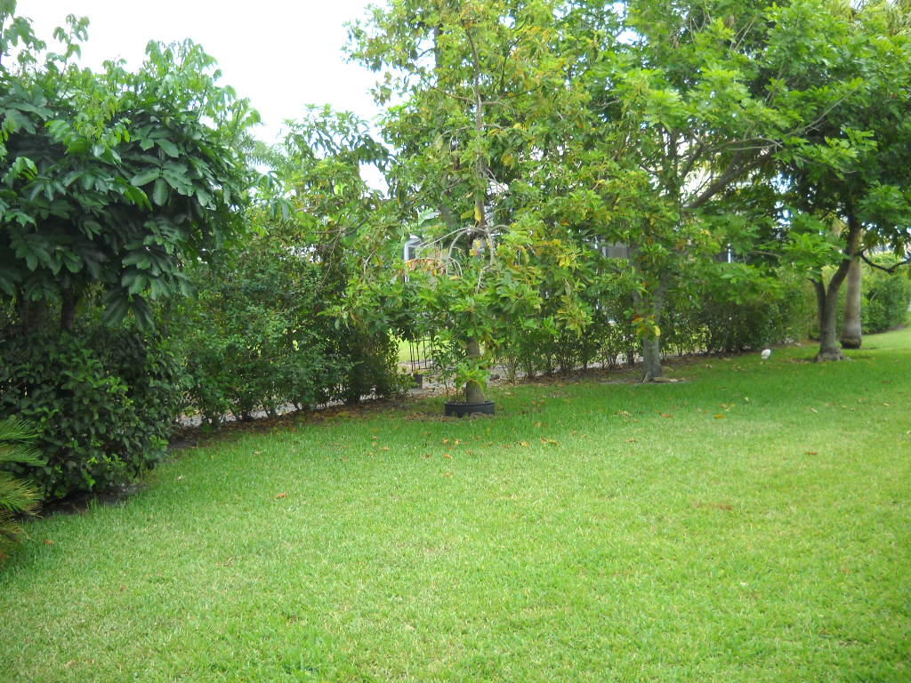 12831 Maypan Drive Boca Raton, FL 33428 - Photo 6 of 30 backyard with fruit trees