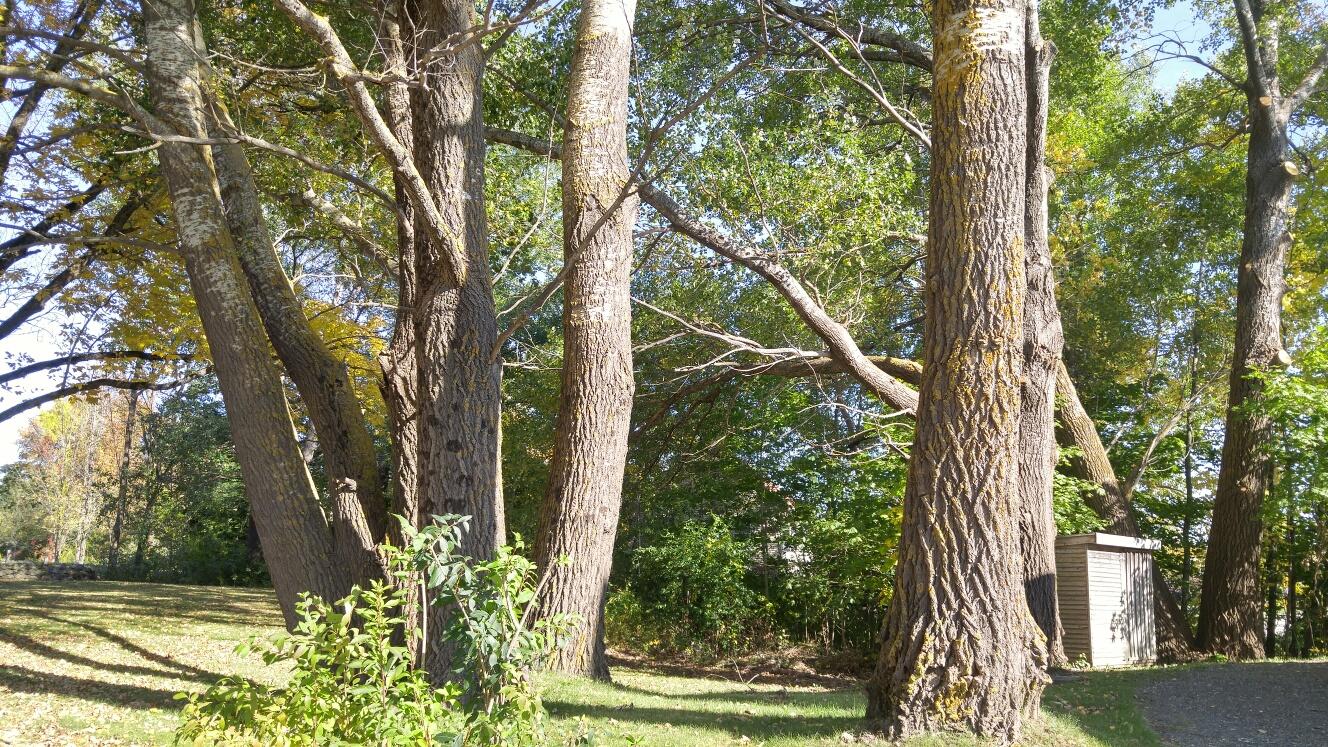 397 Old County Road Rockland, ME 04841 - Photo 37 of 37 Side yard.