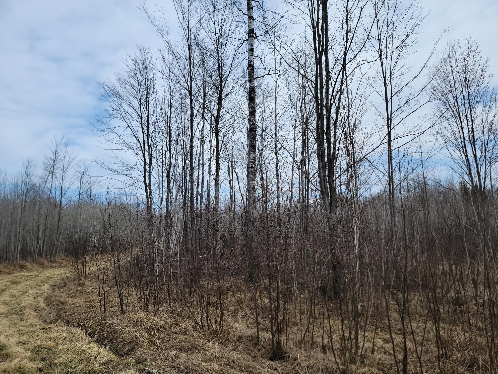 On Elderwood Road, Unit 80ACRES Phillips, WI 54555 - Photo 7 of 16 Gallery Image 7