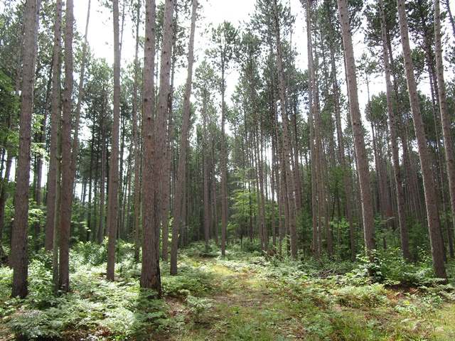 3080 Grant Lake Road Mercer, WI 54547 - Photo 13 of 17 Gallery Image 13