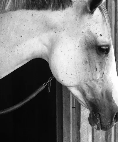 $4,950,000 | 2864 Sawyer Bend Road, Nashville, TN 37221