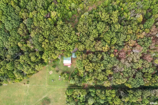a view of a big yard with plants and large trees