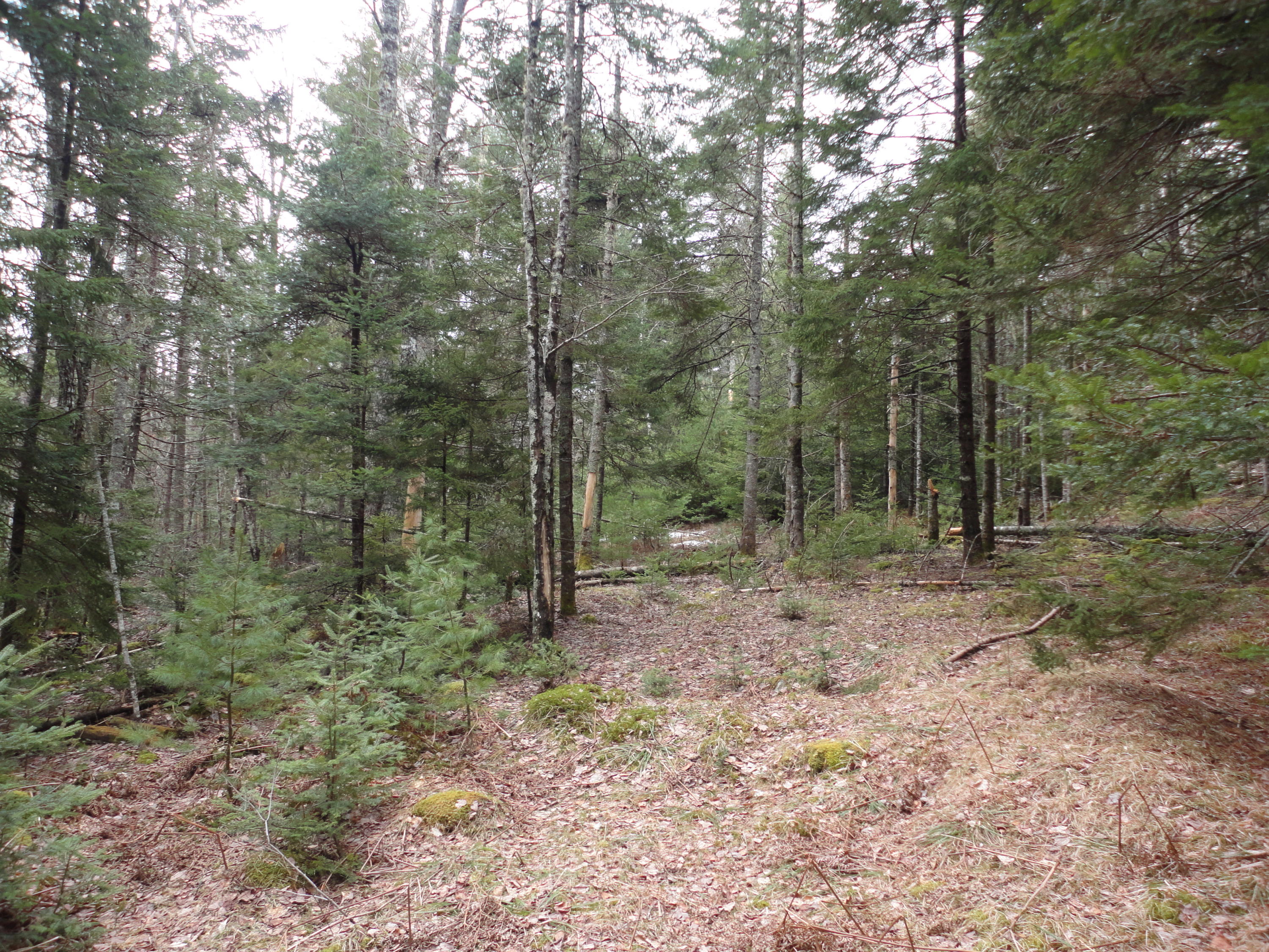 77 Farm Edge Road Sullivan, ME 04664 - Photo 4 of 5 DSC00689