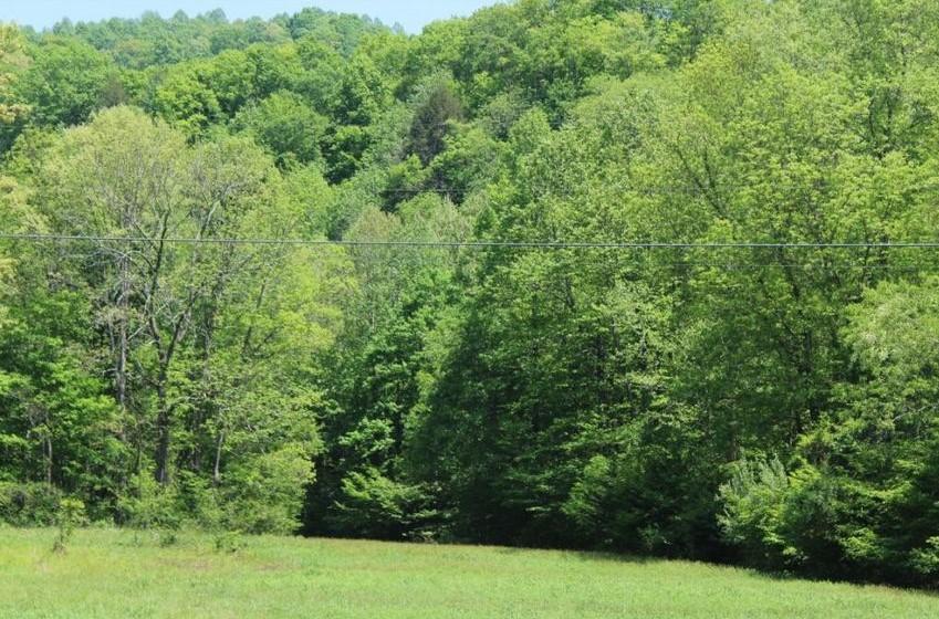 0 Mabe Stanleytown Road Duffield, VA 24244 - Photo 14 of 22 14