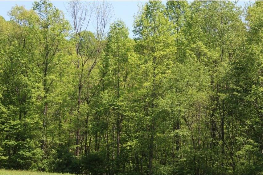 0 Mabe Stanleytown Road Duffield, VA 24244 - Photo 4 of 22 4