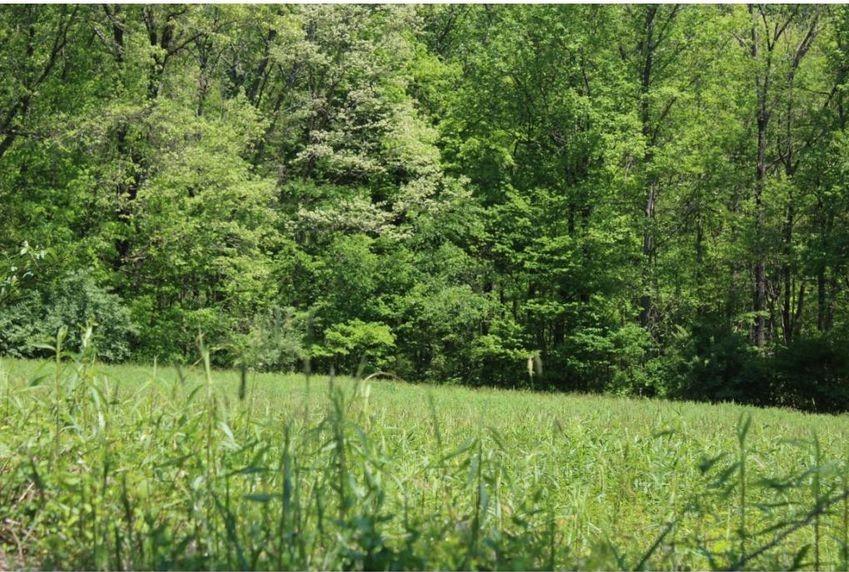 0 Mabe Stanleytown Road Duffield, VA 24244 - Photo 8 of 22 8