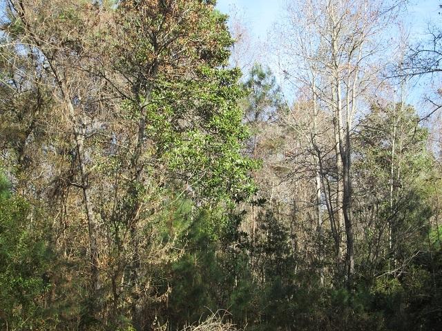 6077 Chisolm Road Johns Island, SC 29455 - Photo 2 of 3 7chisolm2