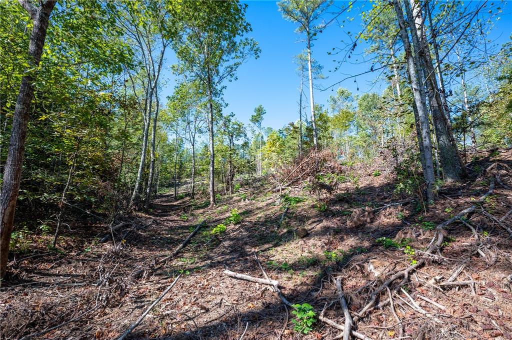 3793 Hwy 140 Ne Rydal Ga 30171 Northeast Rydal, GA 30171 - Photo 22 of 25 a view of a forest filled with trees