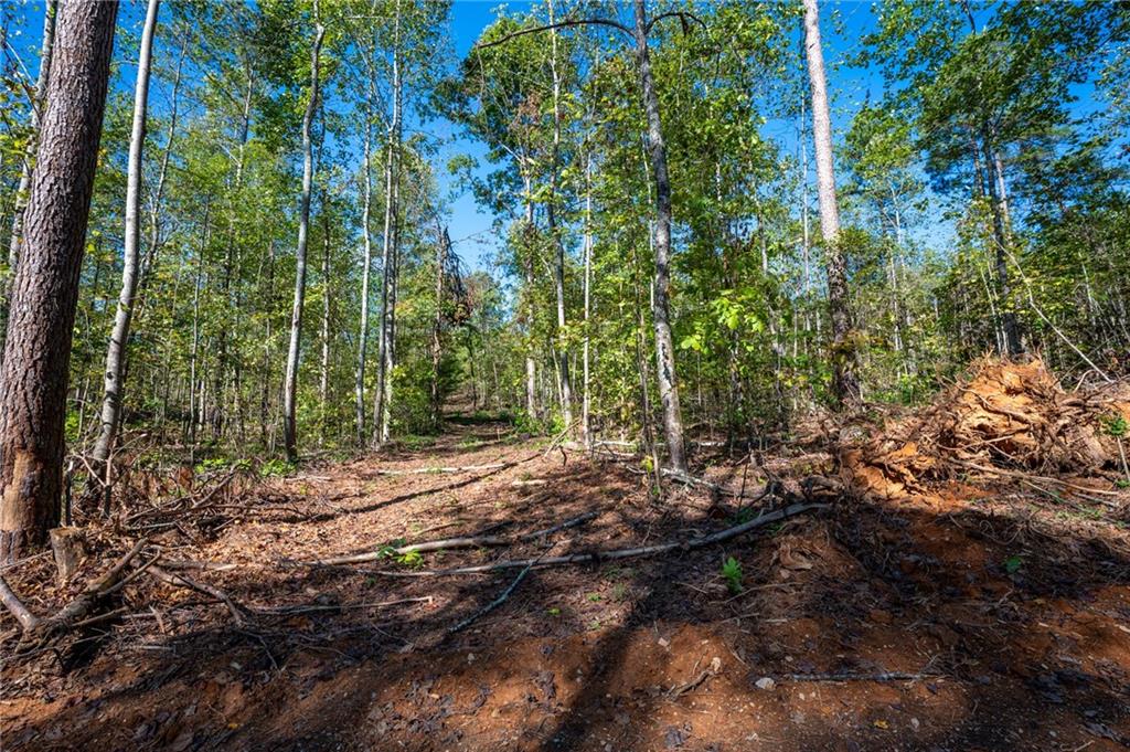 3793 Hwy 140 Ne Rydal Ga 30171 Northeast Rydal, GA 30171 - Photo 10 of 25 a view of a forest filled with trees