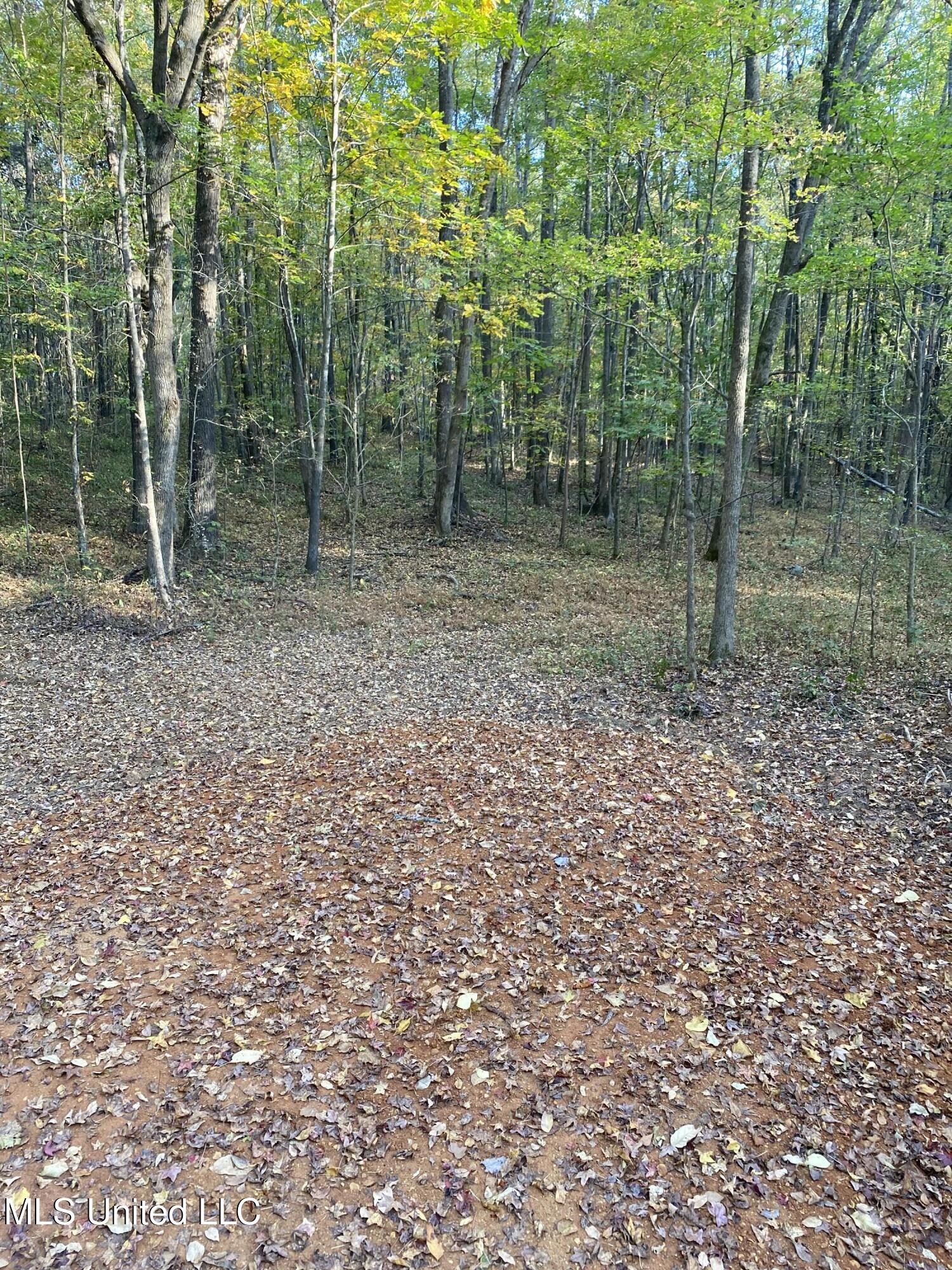 0 Branan Road Coldwater, MS 38618 - Photo 2 of 7 2024-10-28 16.34.51