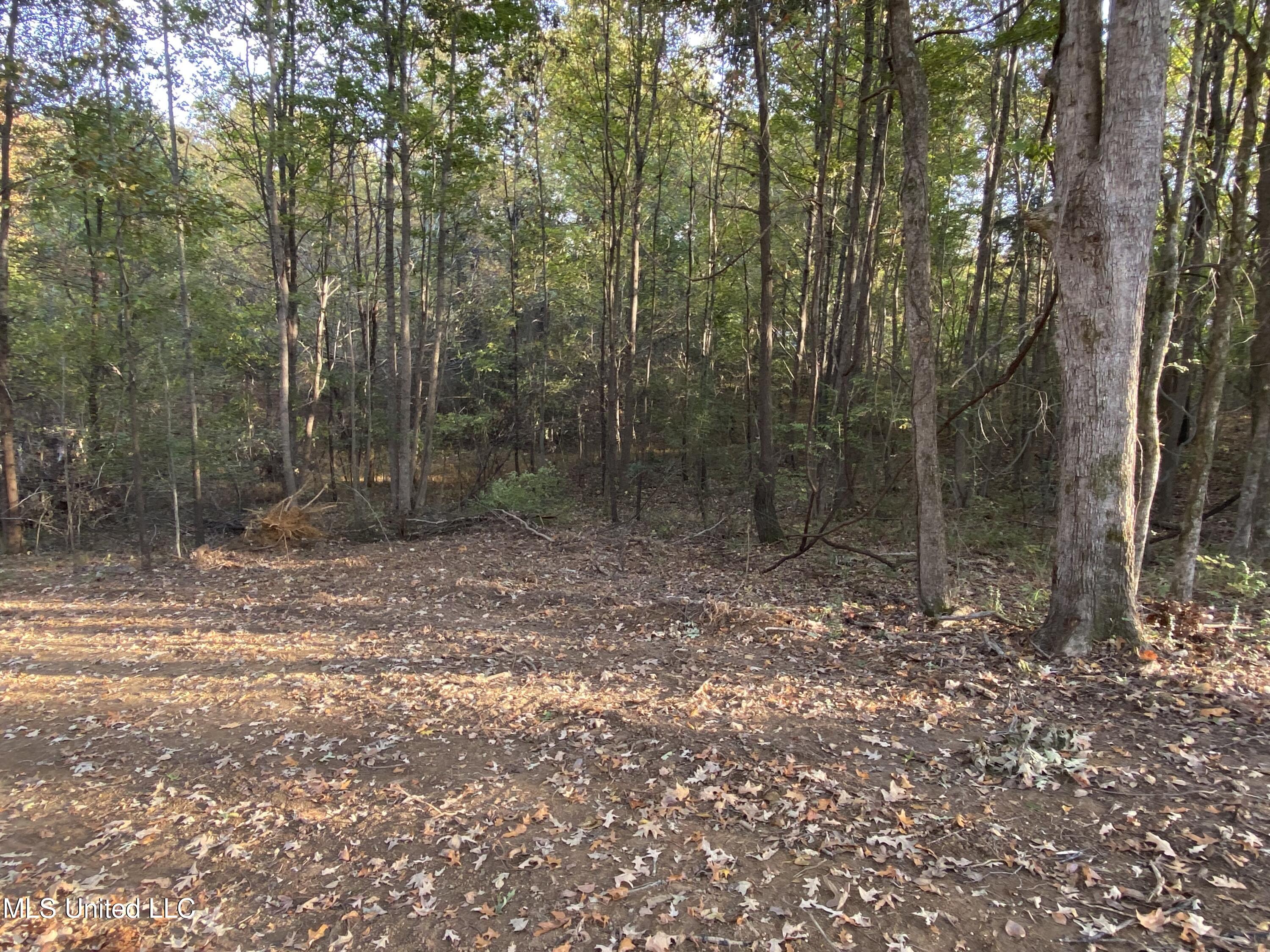 0 Branan Road Coldwater, MS 38618 - Photo 5 of 7 2024-10-28 16.39.46
