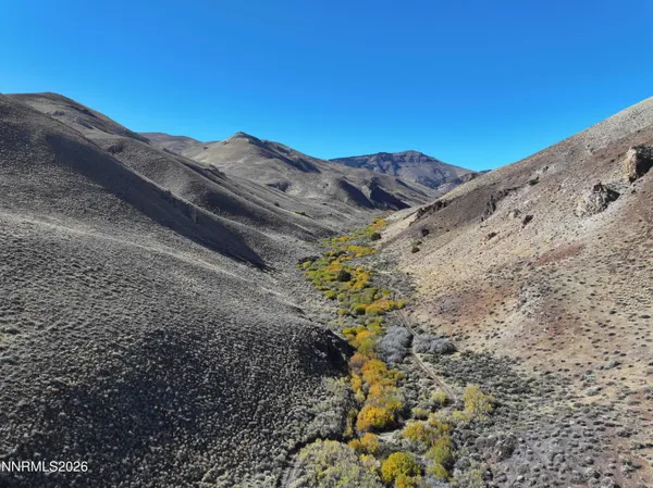 a view of a large tree