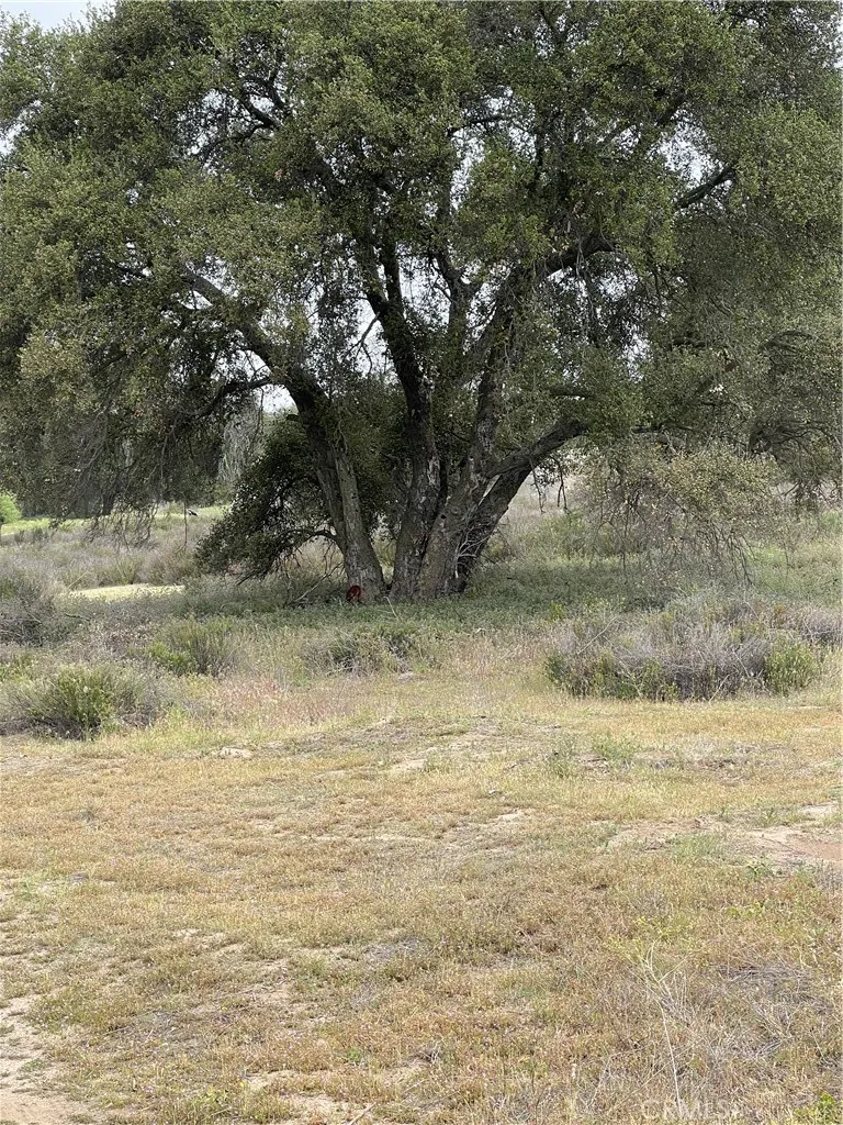 41 Melton Road Hemet, CA 92544 - Photo 7 of 8 a view of a yard with a tree