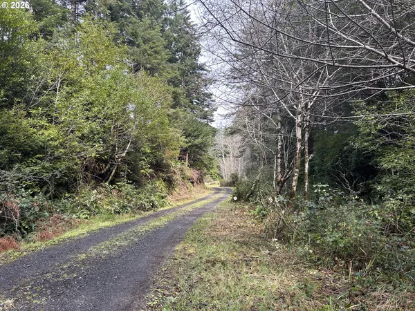 a view of a yard with plants and large trees