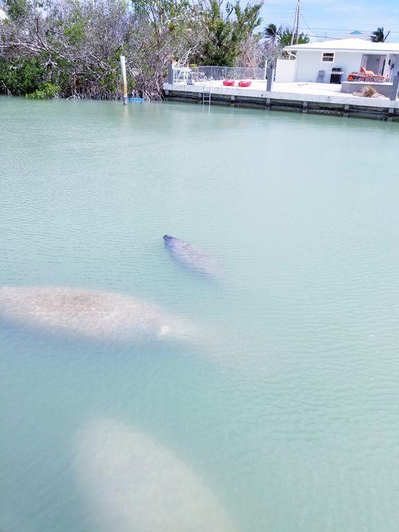 200 Treasure Road Marathon, FL 33050 - Photo 40 of 42 Manatees