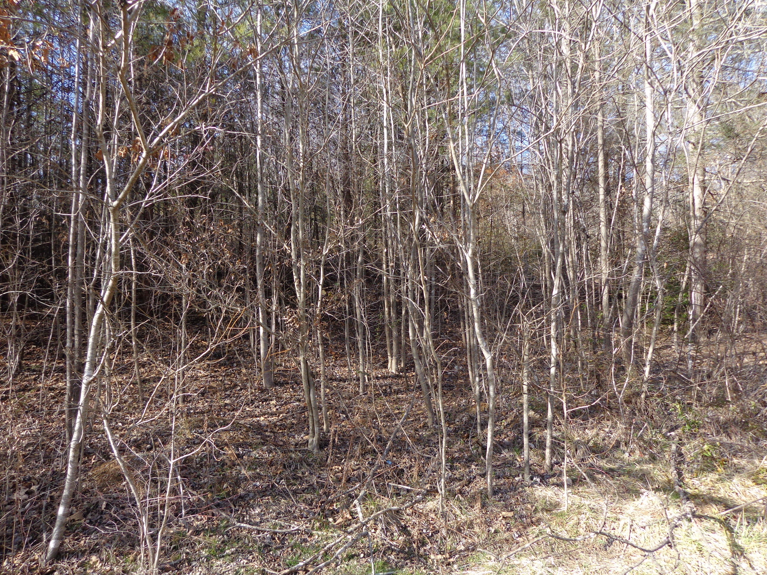 21 Deerfoot Road Cosby, TN 37722 - Photo 5 of 17 deer foot lots (6)