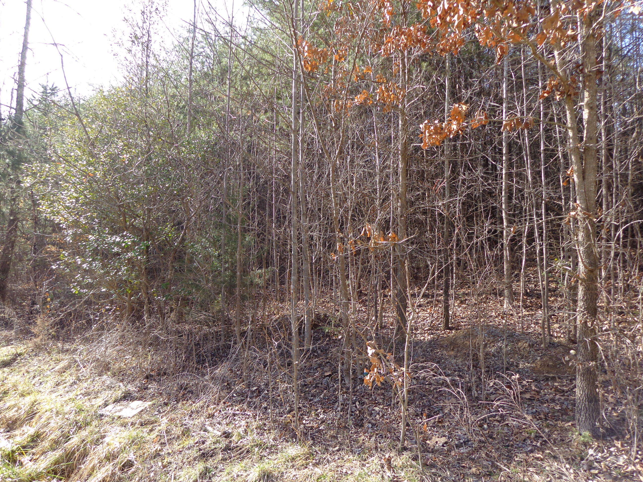 21 Deerfoot Road Cosby, TN 37722 - Photo 6 of 17 deer foot lots (7)