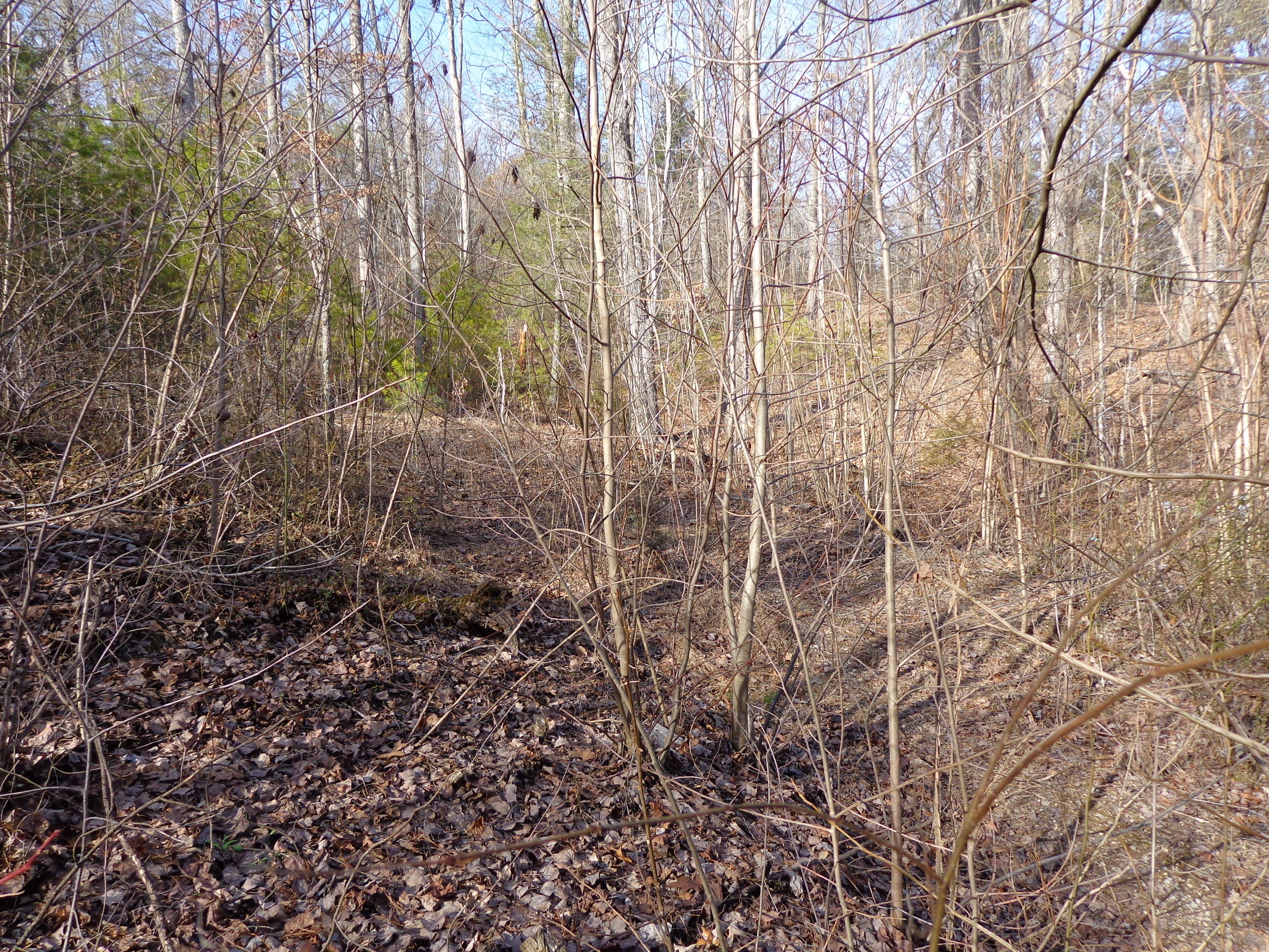 21 Deerfoot Road Cosby, TN 37722 - Photo 9 of 17 deer foot lots (12)