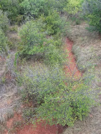 a view of a forest with lots of trees