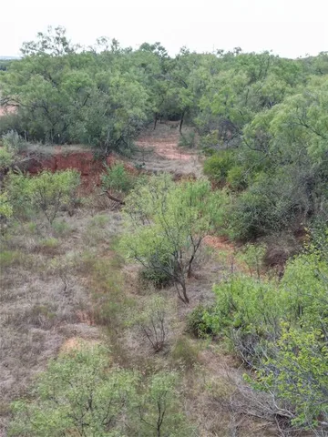 a view of a lush green forest with trees and some plants