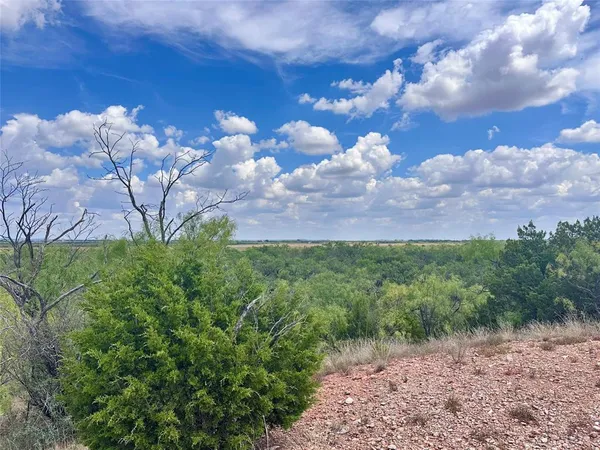 a view of a bunch of flower plants and tree