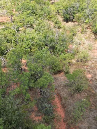 a view of a forest with a tree