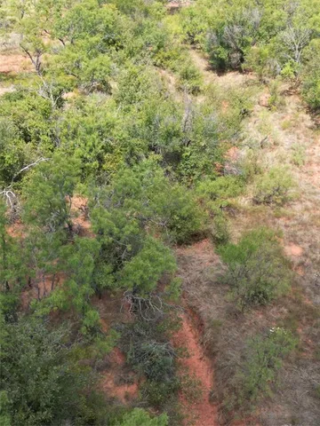 a view of a forest with a tree