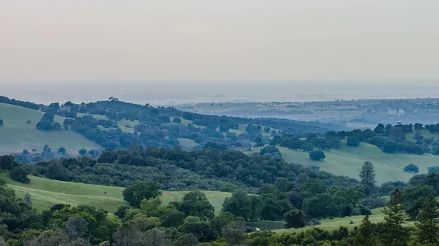 a view of a green field with lots of bushes