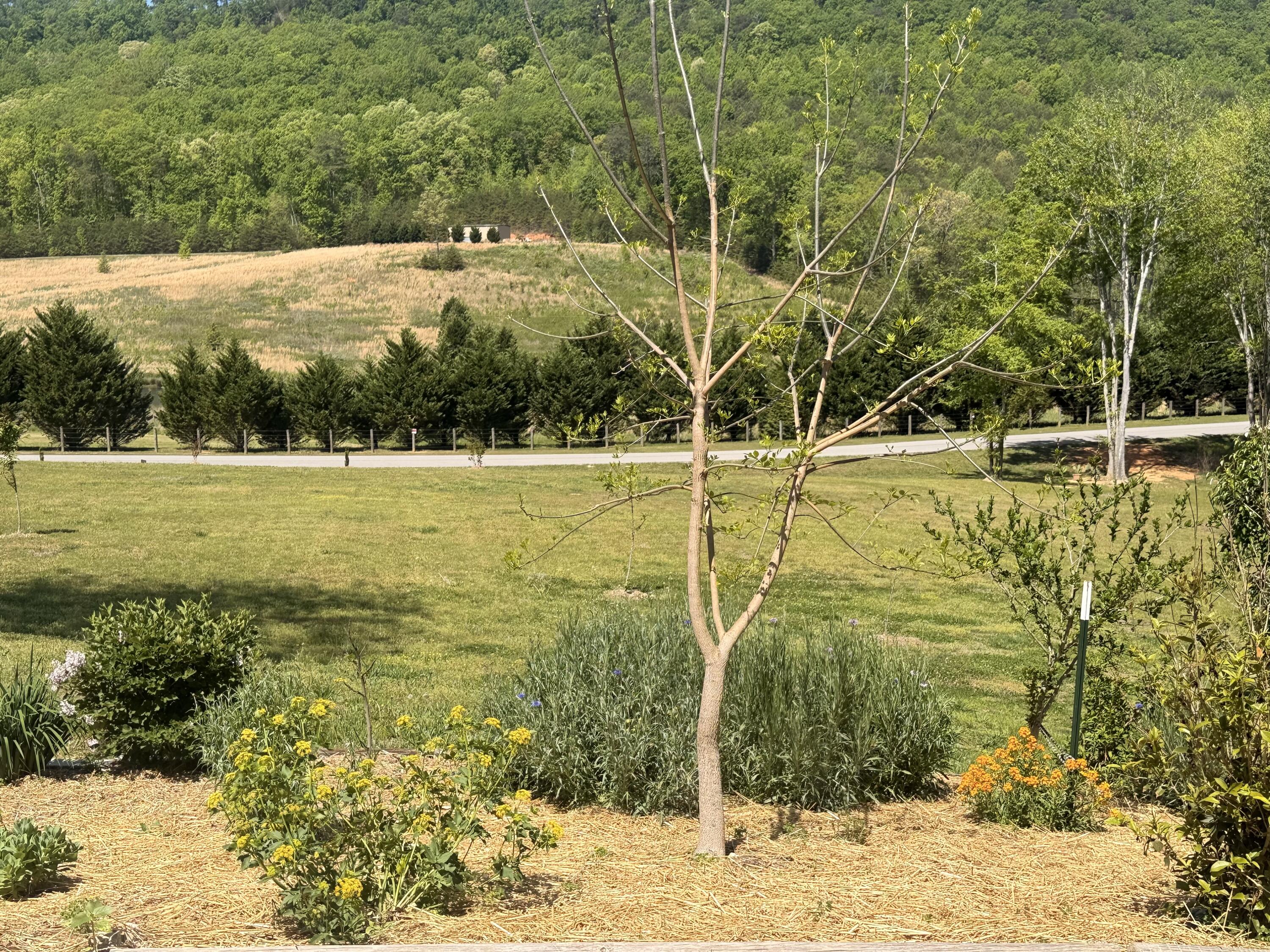 2175 North Dick Creek Road LaFayette, GA 30728 - Photo 56 of 69 IMG_4373